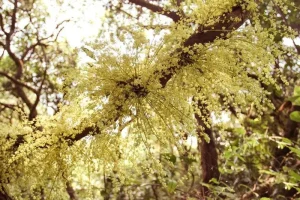 Rừng chõi nguyên sinh tại Cô Tô