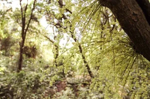 Rừng chõi nguyên sinh tại Cô Tô