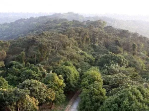 Rừng chõi nguyên sinh tại Cô Tô