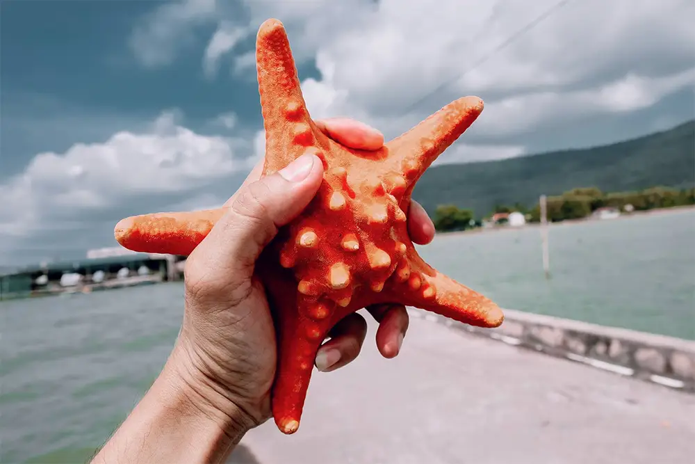 Thích thú với trải nghiệm bắt sao biển trên đảo Cô Tô