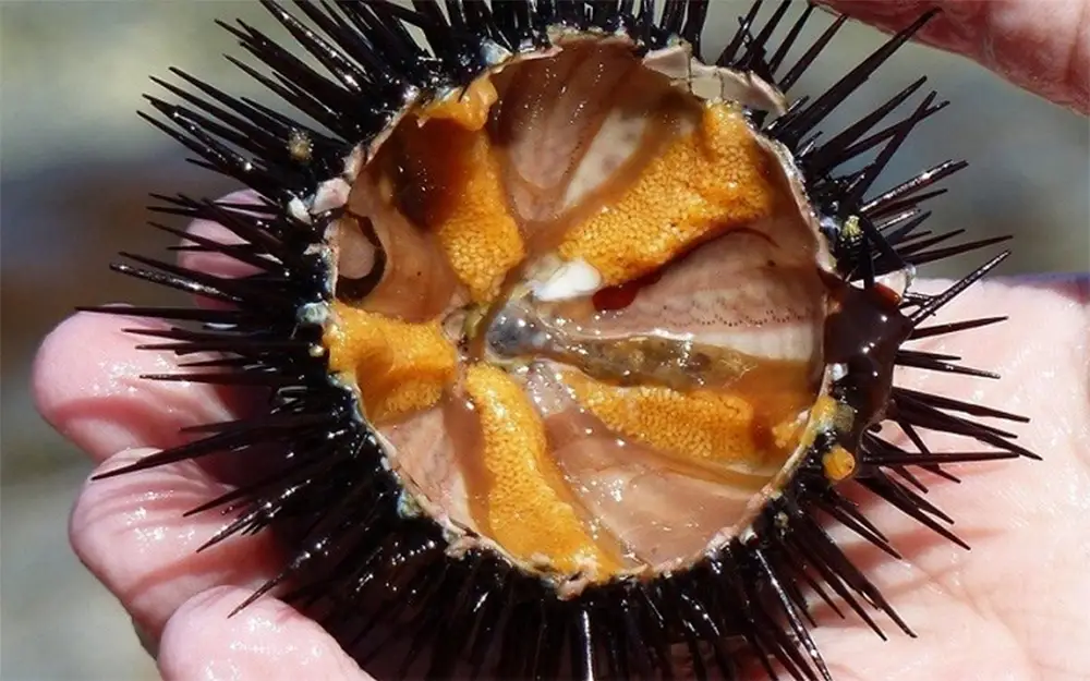 Cầu gai Cô Tô nổi tiếng