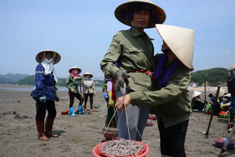 Đánh bắt Sá Sùng Cô Tô