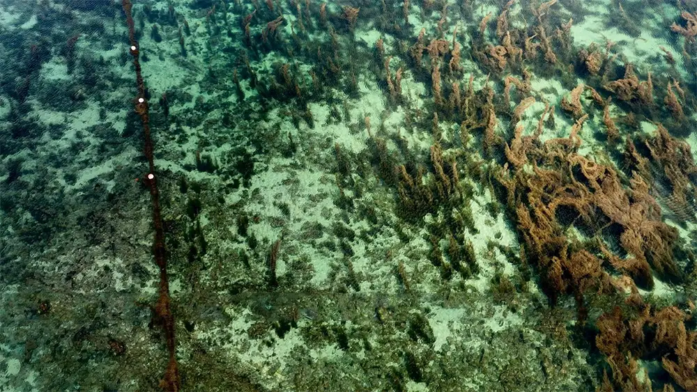 Rong biển Cô Tô không chỉ có màu xanh đơn thuần