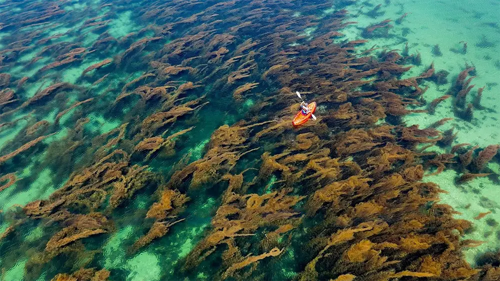 Vương quốc rong biển