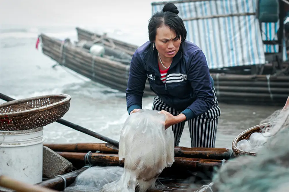 Những con sứa tích nước nặng trĩu