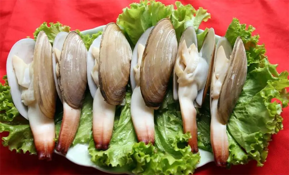 Ốc Vòi Voi Cô Tô