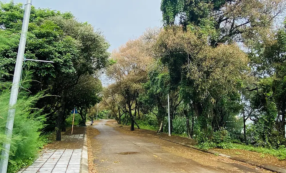 Rừng chõi nguyên sinh Cô Tô - Ngẩn ngơ trước nét đẹp bình yên