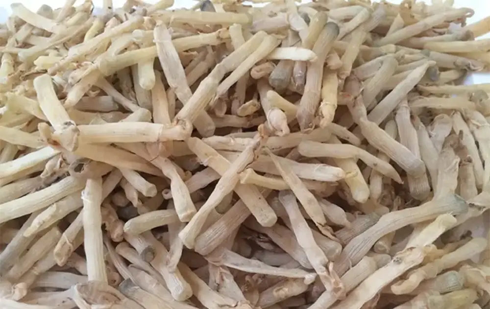 Sá Sùng khô Cô Tô