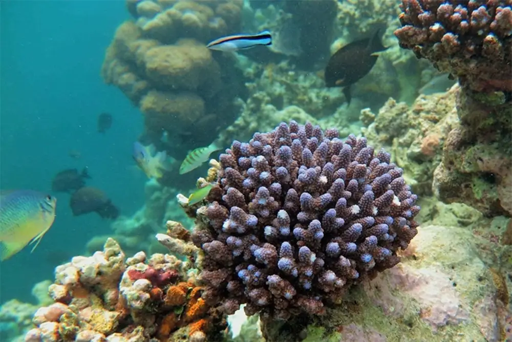 San hô ở Thanh Lân