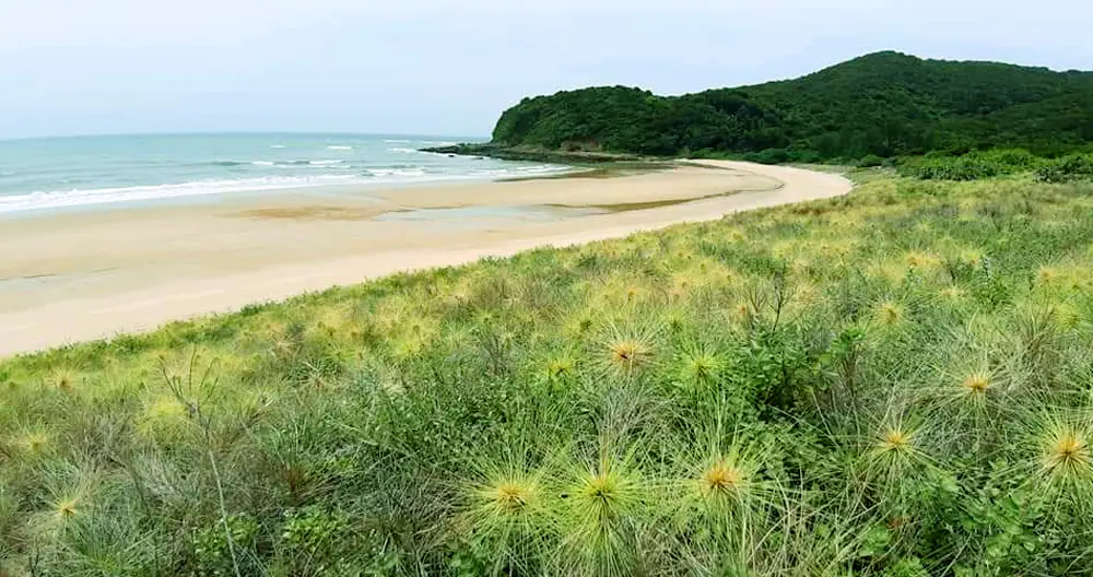 Thảm thực vật đảo Thanh Lân